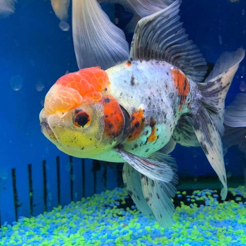 Calico Oranda goldfish 4