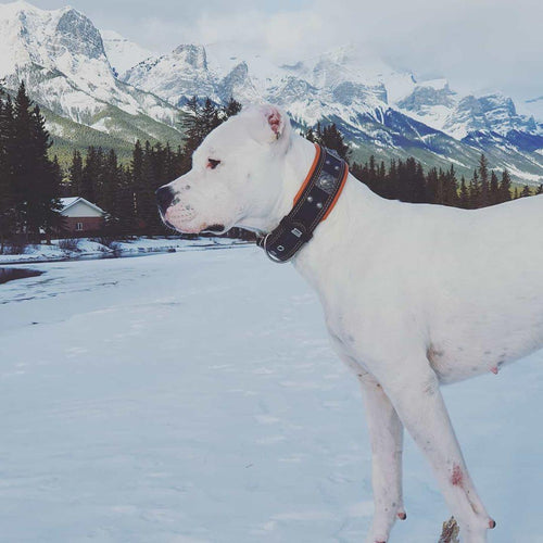 The Eros collar 2.5 inch wide black & orange