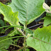 Organic Eggplant Seeds
