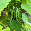 Organic Green Bean Seeds