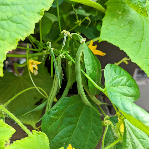 Organic Green Bean Seeds
