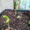 Organic Green Bean Seeds