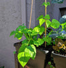 Organic Green Bean Seeds