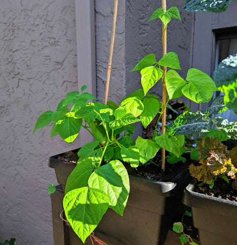 Organic Green Bean Seeds