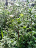 Organic Oregano Seeds