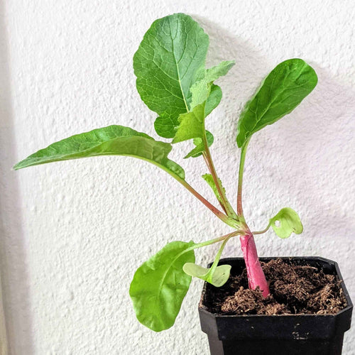 Organic Radish Seeds