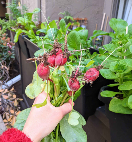 Organic Radish Seeds