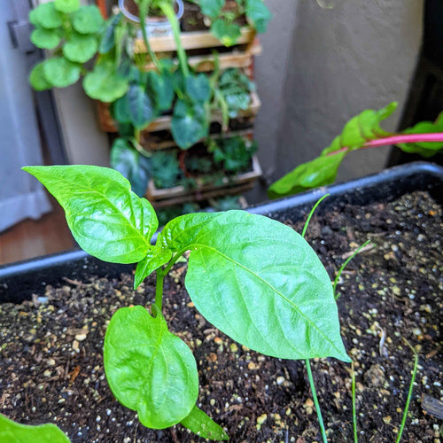 Organic Sweet Pepper Seeds
