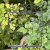 Original Swing, Onyx