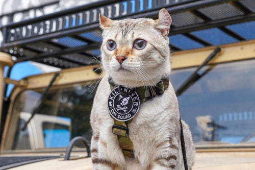 CAT SQUAD Morale Patch