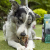 12 Beef Braided Gullet Sticks (4-Pack)
