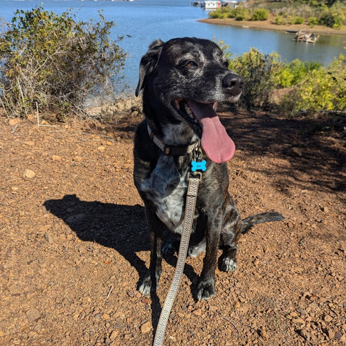 Pendleton Adventure Leash