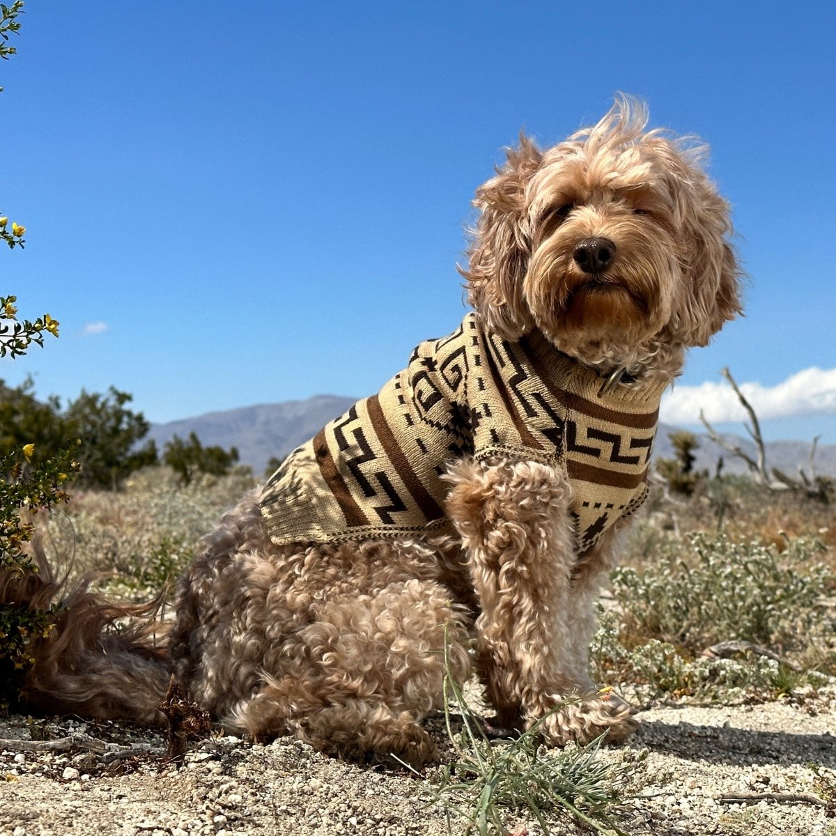 Pendleton Knitted Dog Sweater - Audubon, NJ - Garden State Pet Center