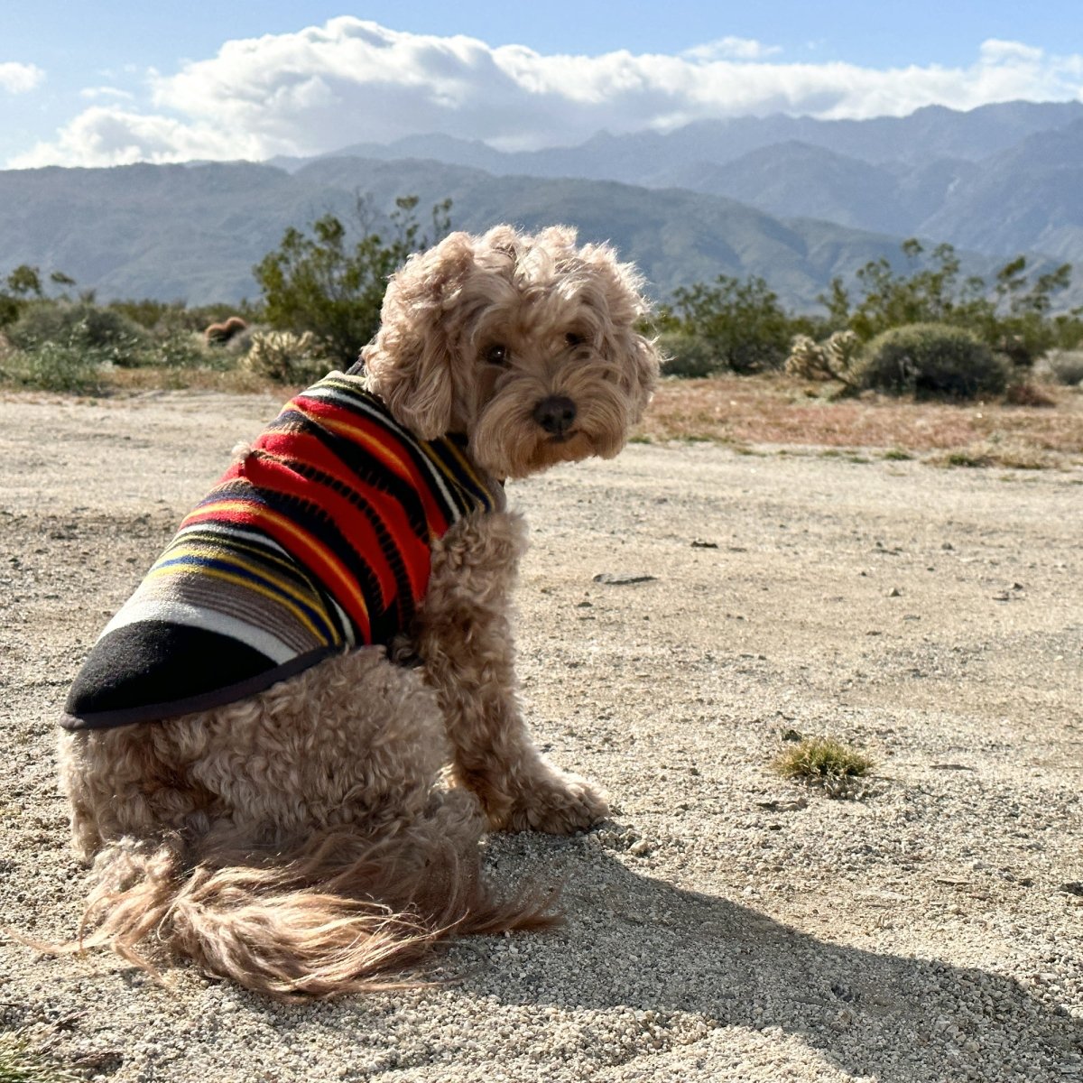 Pendleton National Park Dog Vest - Audubon, NJ - Garden State Pet Center
