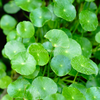 Bunch Brazilian Pennywort