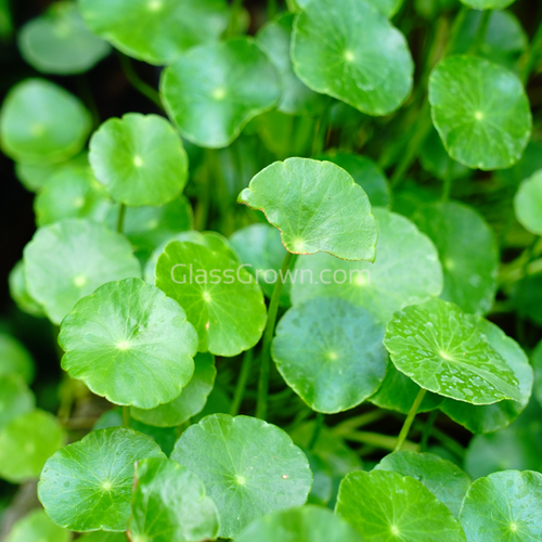 Bunch Brazilian Pennywort