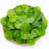 Bunch Brazilian Pennywort
