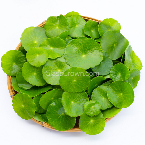 Bunch Brazilian Pennywort