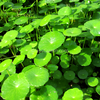 Bunch Brazilian Pennywort