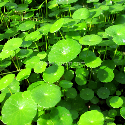 Bunch Brazilian Pennywort