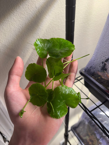 Brazilian Pennywort/Hydrocotyle Leucocephala (5+ shoots ~2-3 leaves each)