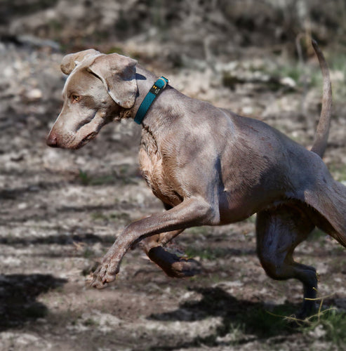 Pet Life ® 'Escapade' Outdoor Series 2-in-1 Convertible Dog Leash and Collar