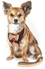 Pet Life ® Luxe 'Dapperbone' 2-In-1 Adjustable Fashion Dog Harness and Leash