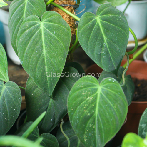 Philodendron Micans Stem Rooted Stems or Pots