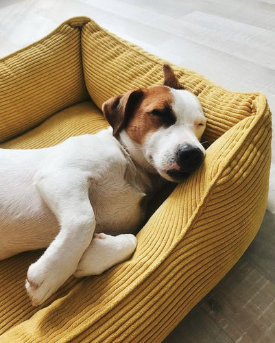 Corduroy Dog Bed Dreamer