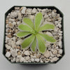 Pinguicula Snow Queen