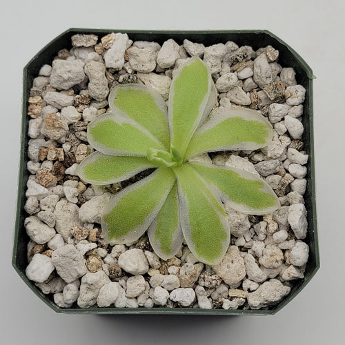 Pinguicula Snow Queen