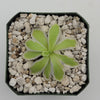 Pinguicula Snow Queen