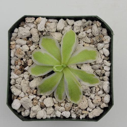 Pinguicula Snow Queen