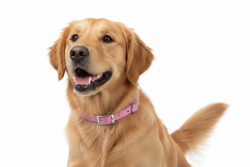 Coastal Dog Collar 12 Pink
