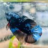 Plakat Avatar Nebula - Male Betta