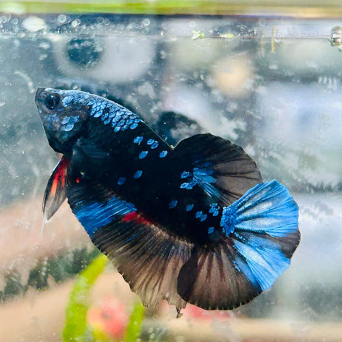 Plakat Avatar Nebula - Male Betta