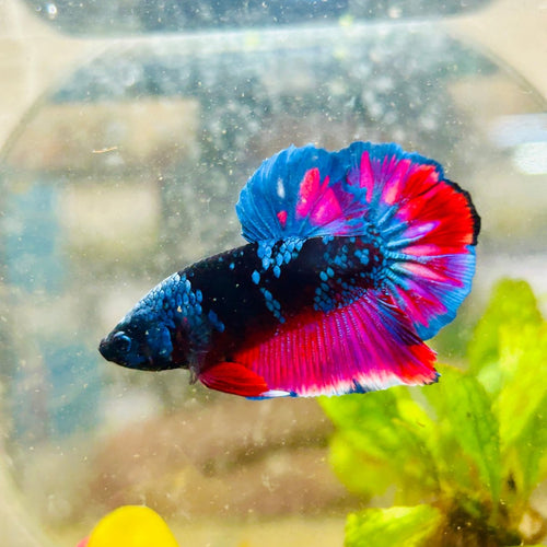 Plakat Avatar Nebula - Male Betta