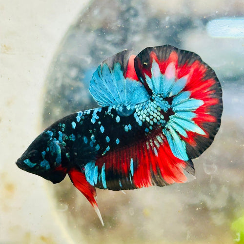Plakat Avatar Nebula - Male Betta