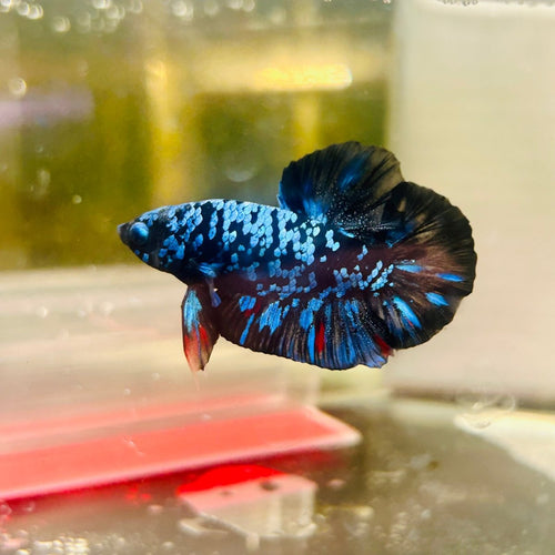 Plakat Avatar Nebula - Male Betta