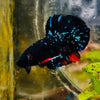 Plakat Avatar Nebula - Male Betta