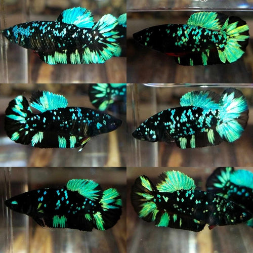 Plakat Avatar Galaxy | Female Betta