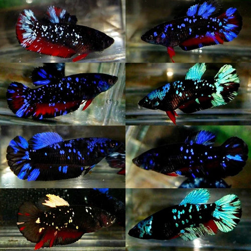 Plakat Avatar Galaxy | Female Betta