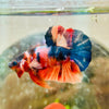 Plakat Multicolor Koi - Male Betta
