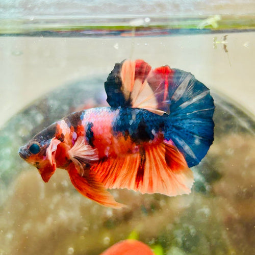 Plakat Multicolor Koi - Male Betta