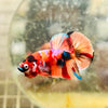 Plakat Multicolor Koi - Male Betta