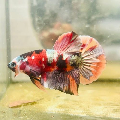 Plakat Multicolor Koi - Male Betta