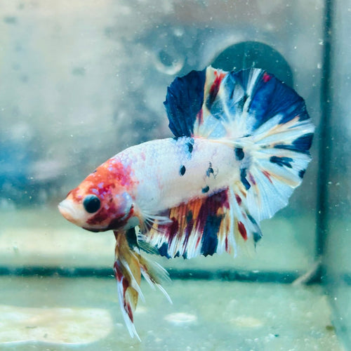 Plakat Multicolor Koi - Male Betta