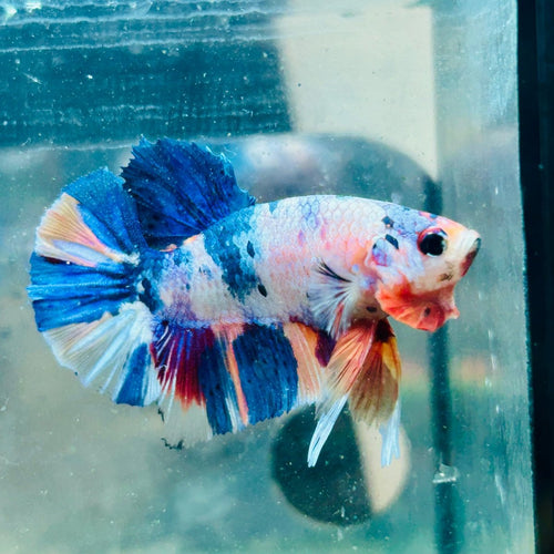 Plakat Multicolor Koi - Male Betta