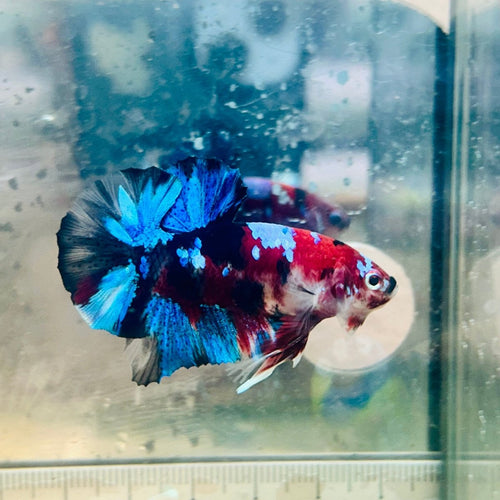 Plakat Multicolor Koi - Male Betta