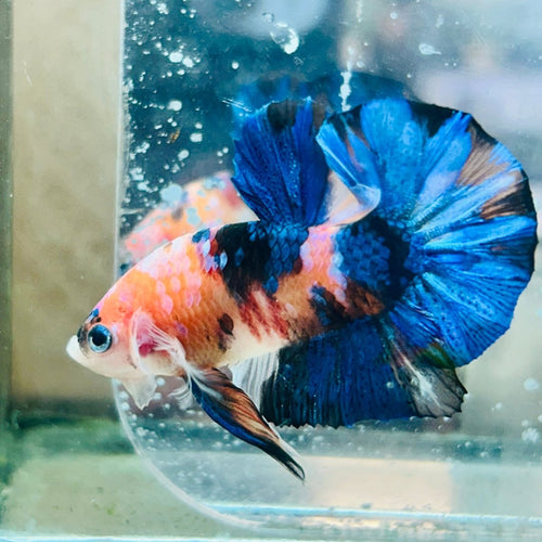 Plakat Multicolor Koi - Male Betta